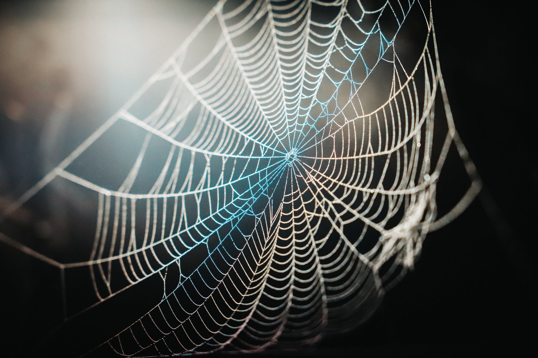 spider web in close up photography