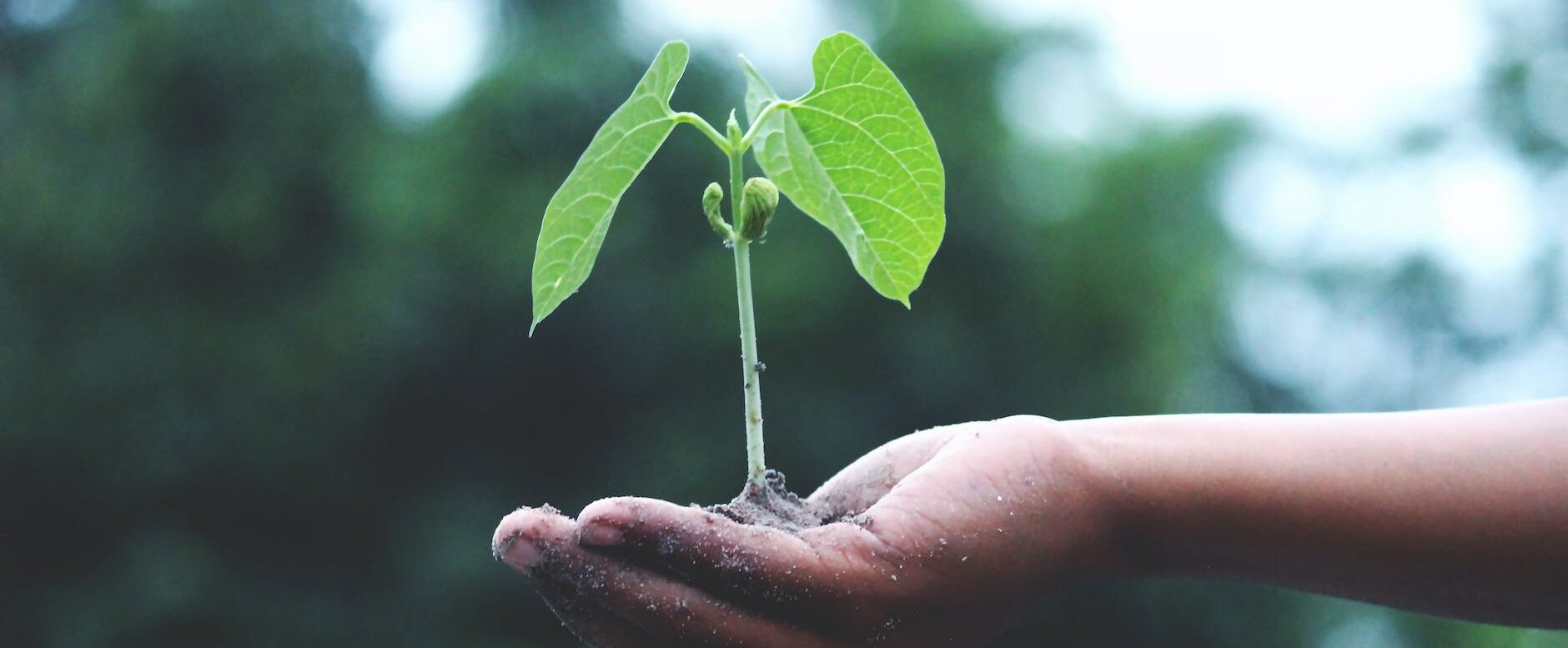 person holding a green plant